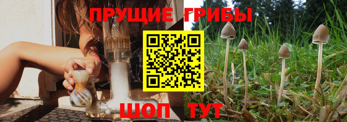 Галлюциногенные грибы Psilocybe Миллерово